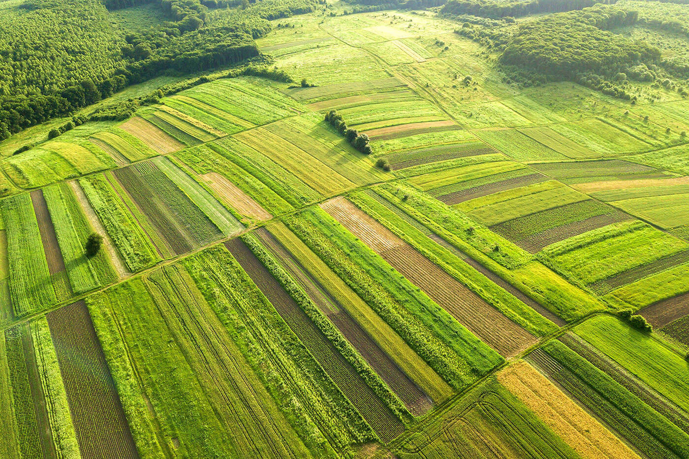 Grow Something Green! Plants in Plant-Based!