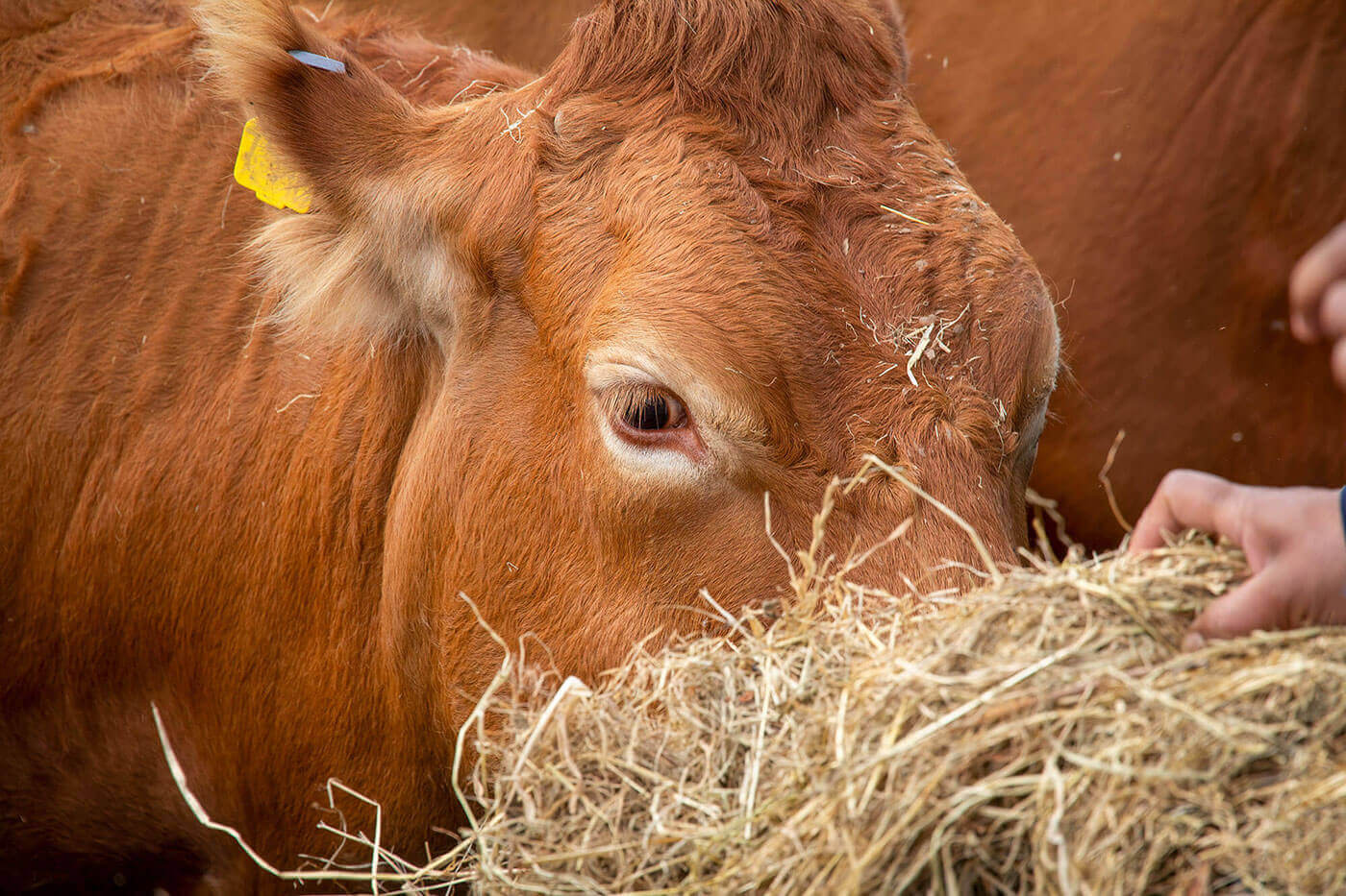 Agriculture and Anti-Microbial Resistance